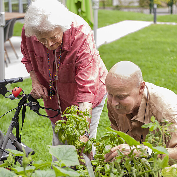 Seniorin und Senior beim Betrachten einer Tomatenpflanze